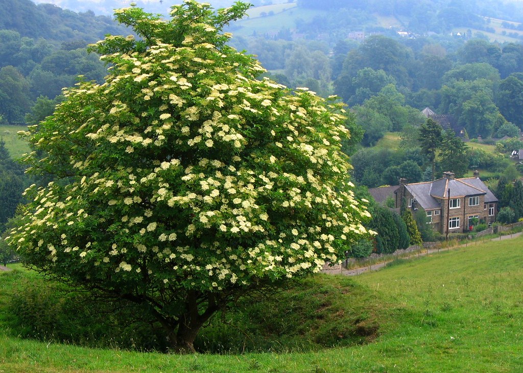 Elder Trees are one of the Celtic Birth Trees.
