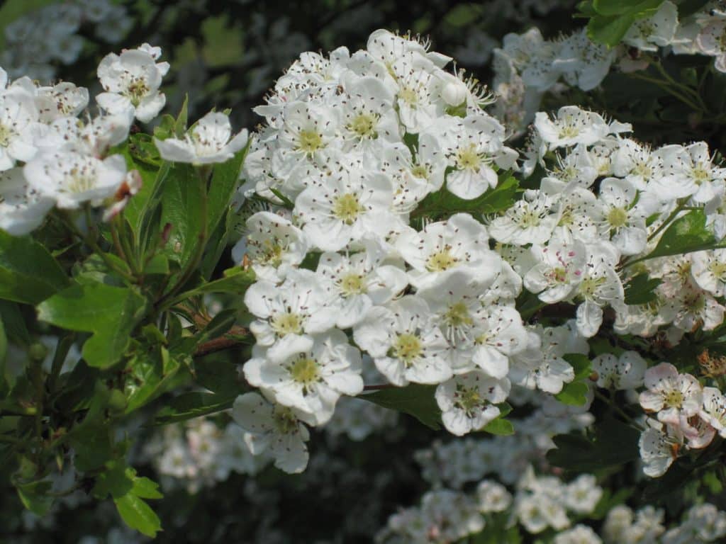 Hawthorn flowers are a native Irish flower.