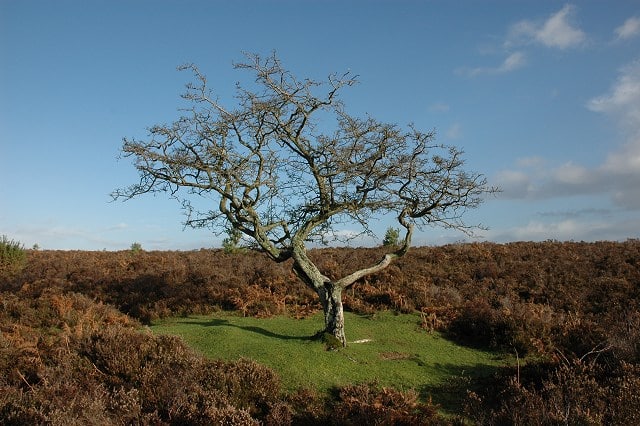 The Hawthorn is a tree of contradictions and opposites.