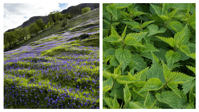 Top 10 native Irish flowers and where to find them.