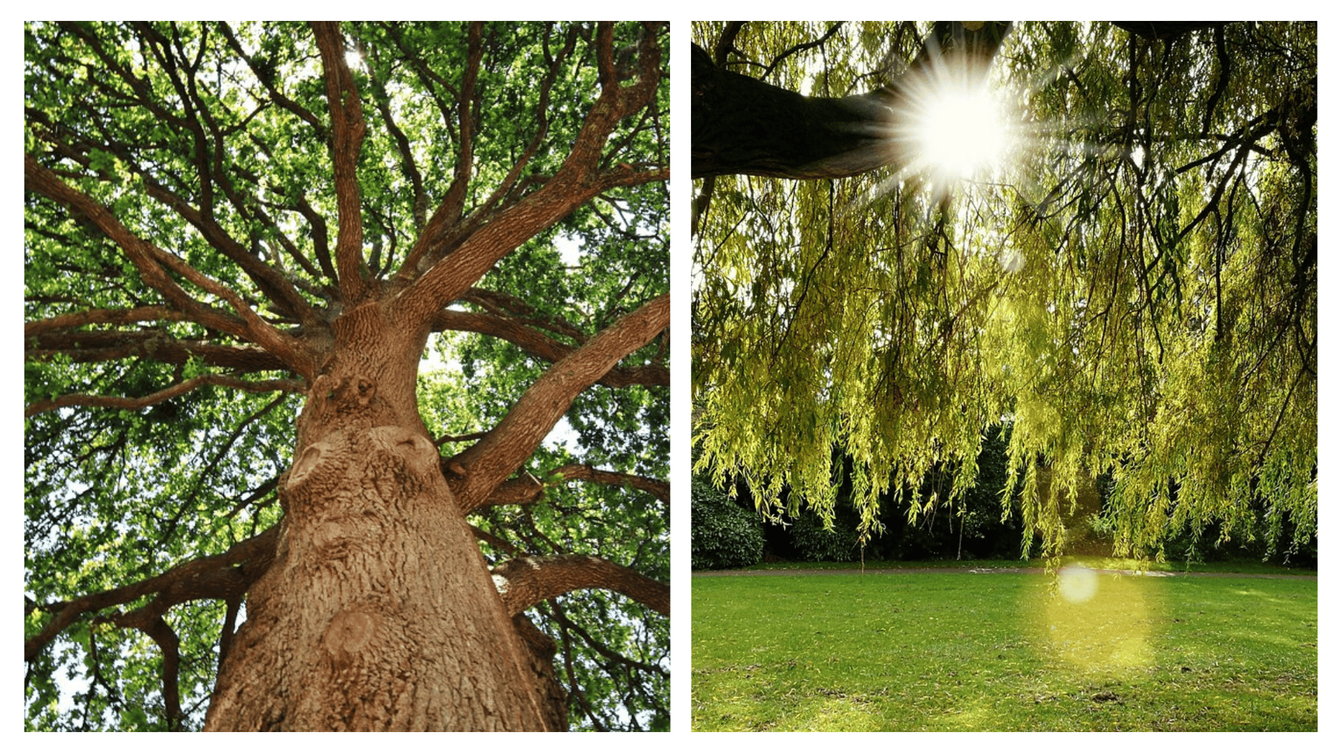 Celtic Tree Wisdom. The Oak Tree: Duir
