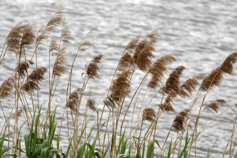 Reed signs have alluring personalities.