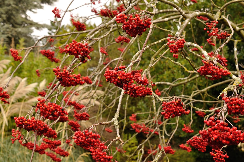 People whose birth tree is the Rowan tree are controlled by powerful feminine energy.