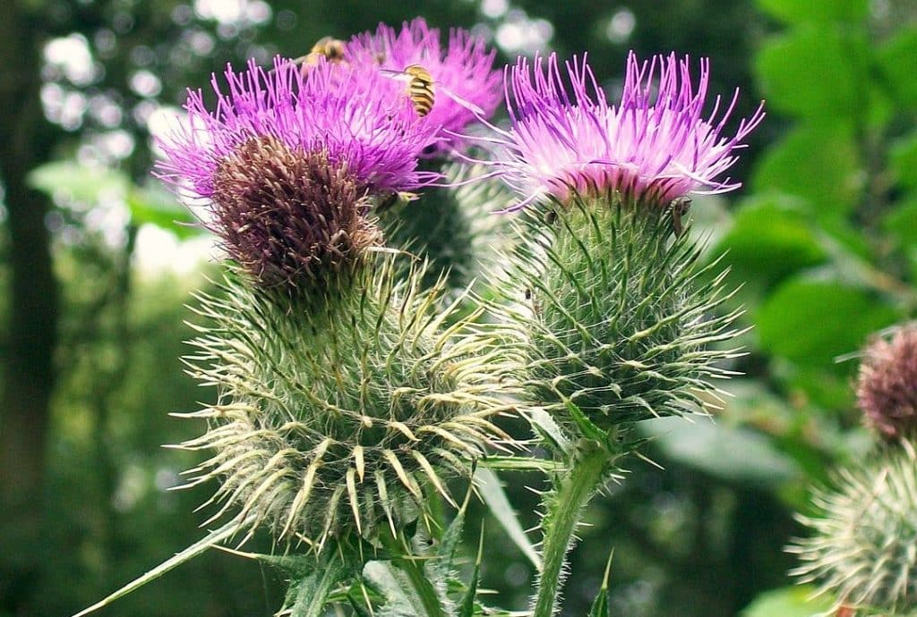 Spear thistles are beautifully spiky.