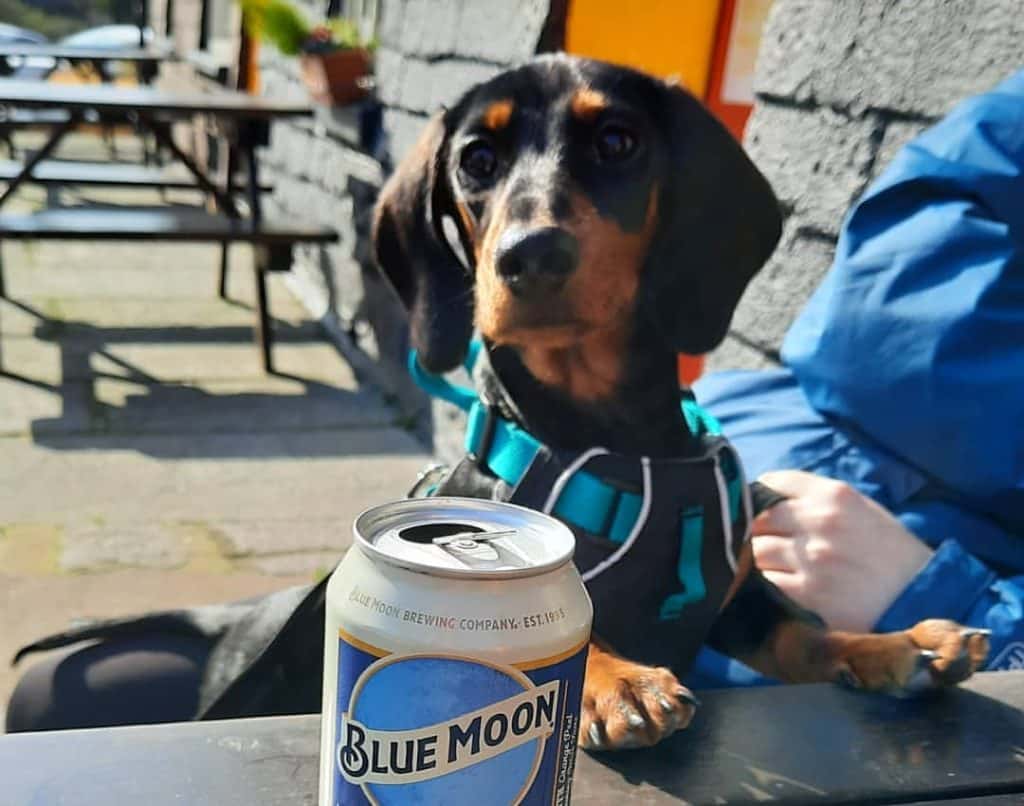 The Spaniard Inn is one of the best dog-friendly pubs in Cork.