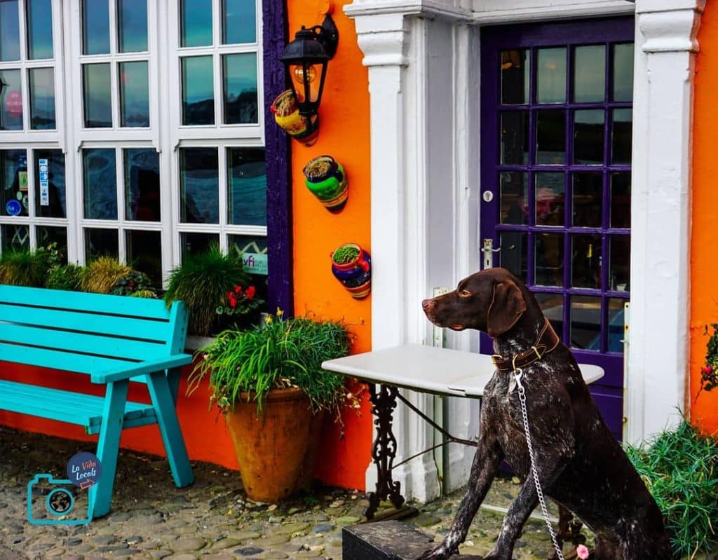 The Bulman Bar is one of the best dog-friendly pubs in Cork.
