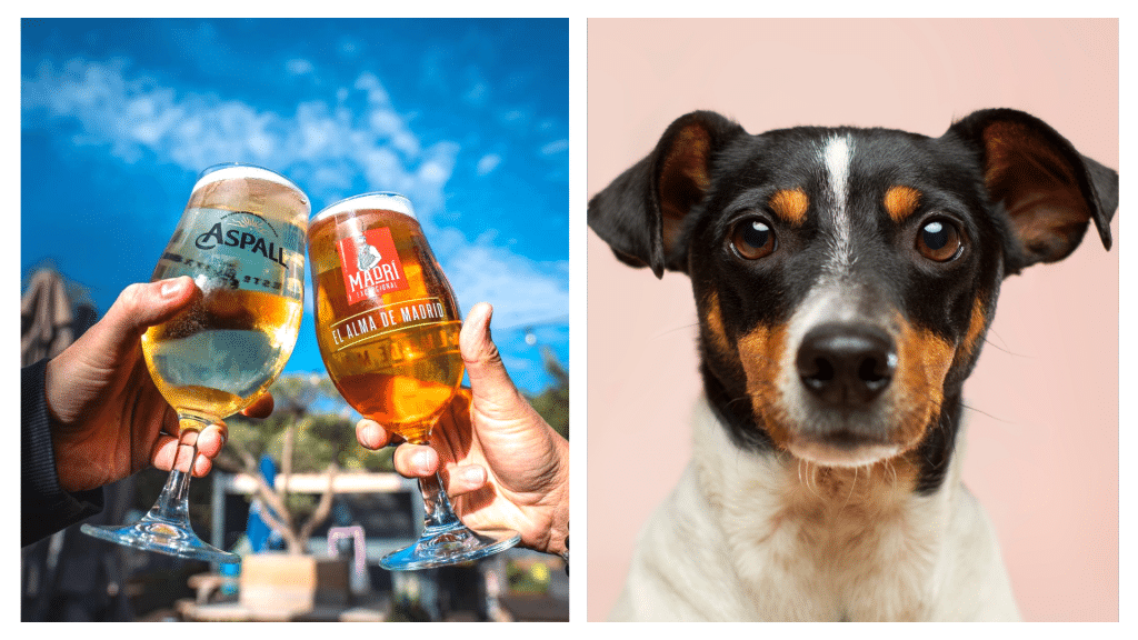 District 11 Kitchen is one of the best dog-friendly pubs in Cork.