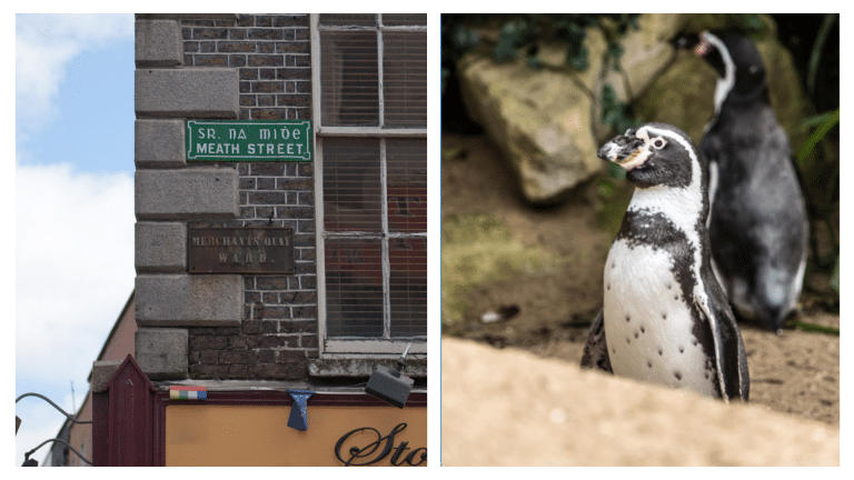 5 FUNNY stories that ACTUALLY happened in Dublin.