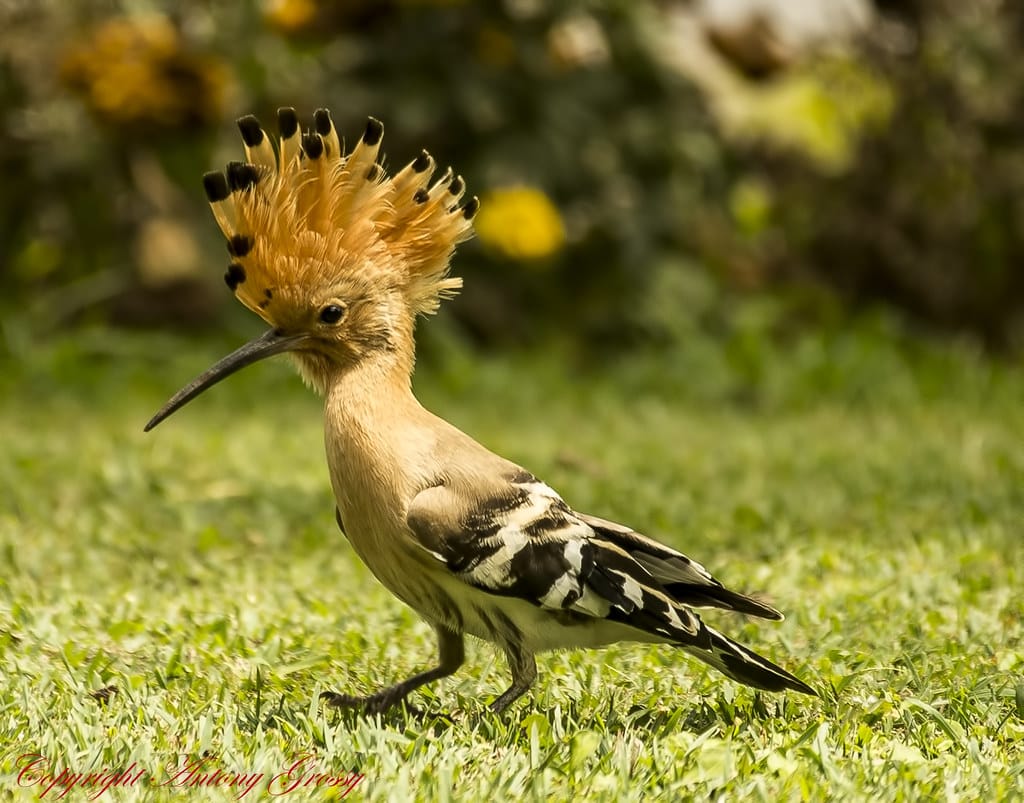 Rare HOOPOE BIRD spotted in County Down
