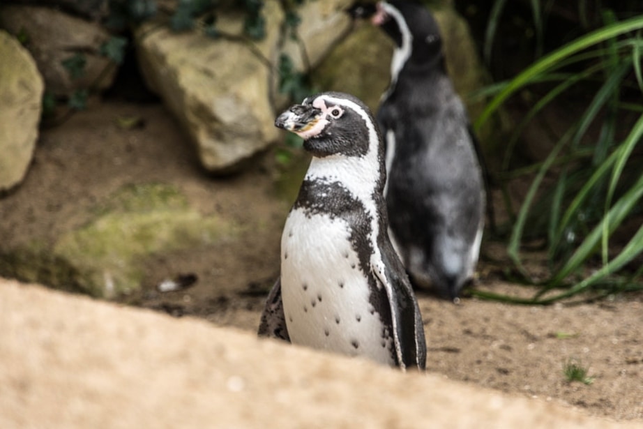 The Dublin penguin is one of the funny stories that actually happened in Dublin.