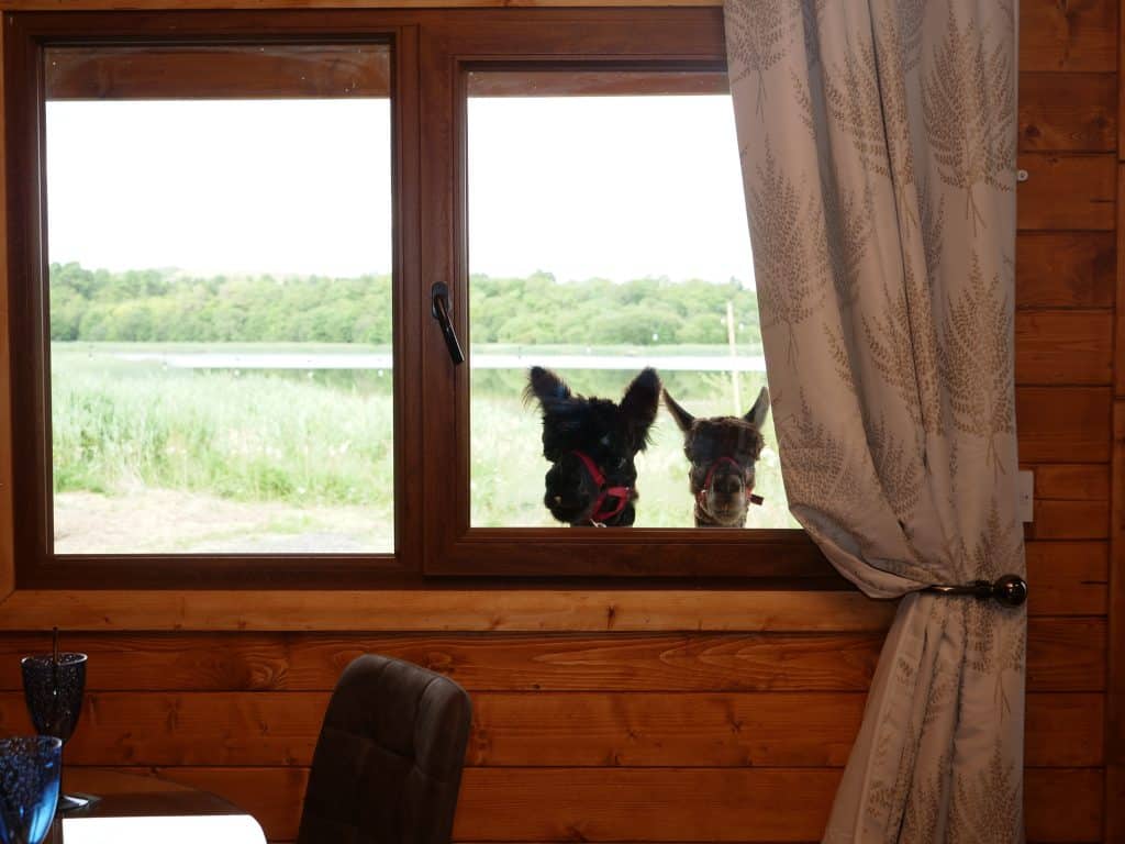 Alpaca My Bags @ Andean Alpacas is in County Westmeath.