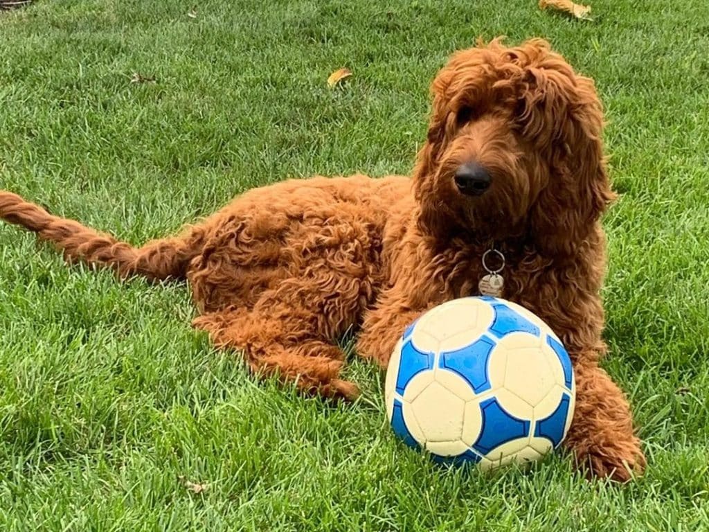 They make great family dogs but require a lot of attention.