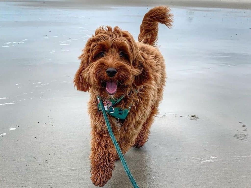 Irish Doodle: dog breed facts, personality and all you need to know.