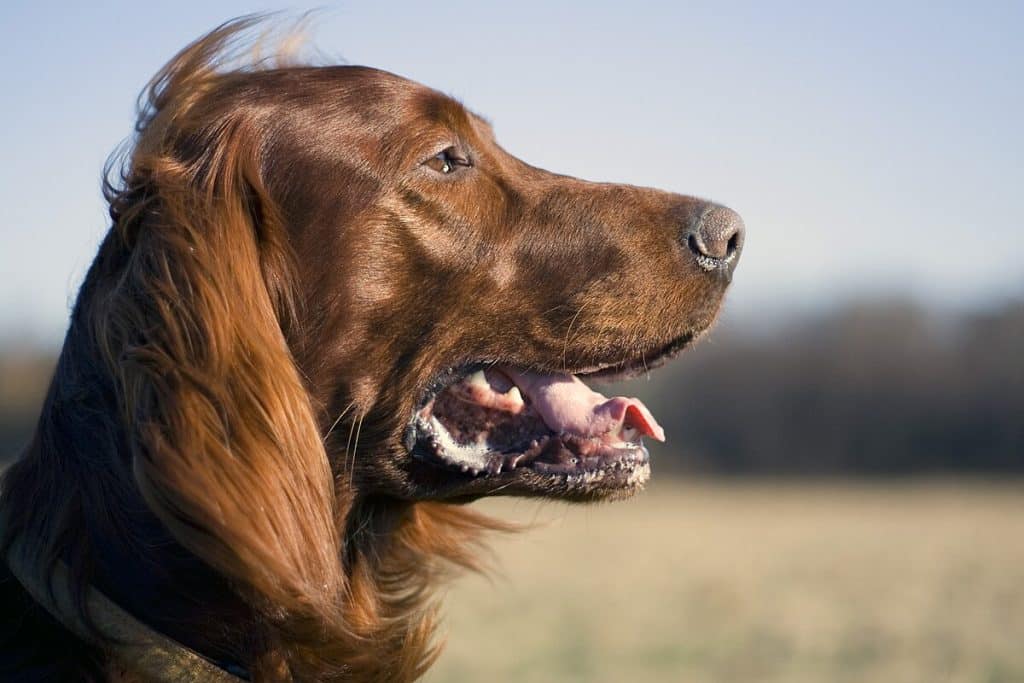 Irish Doodle: dog breed facts, personality and all you need to know.