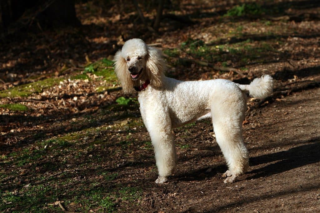 Irish Doodle: dog breed facts, personality and all you need to know.