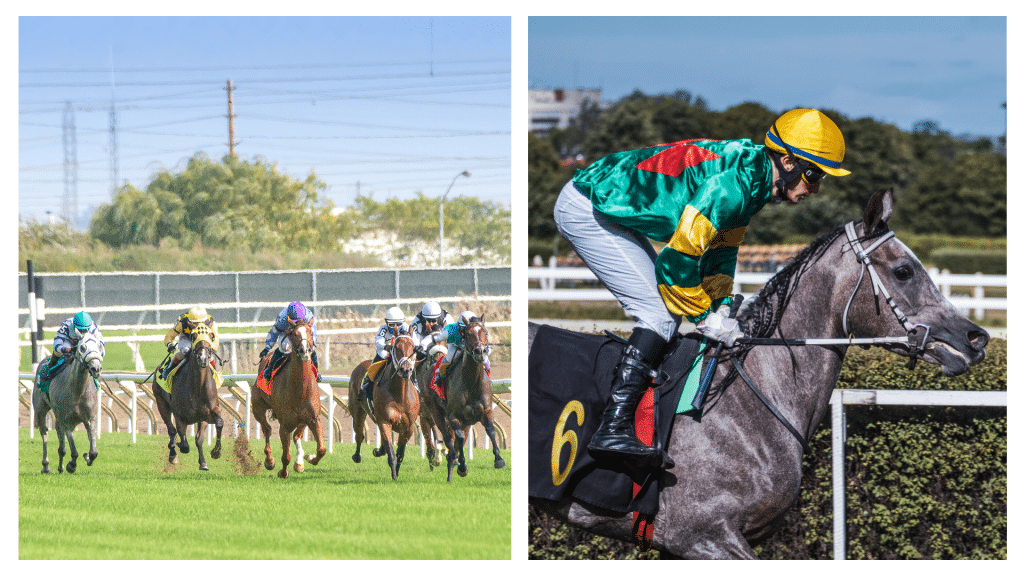 Ireland’s top 3 jump horse racing trainers