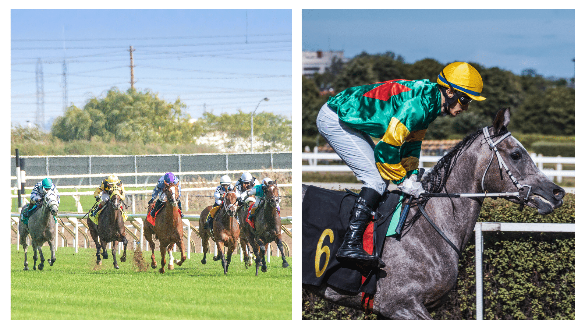 Ireland’s top 3 jump horse racing trainers