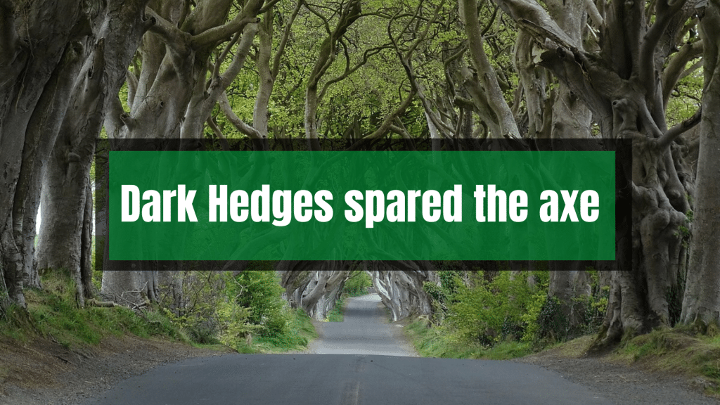 Dark Hedges spared the axe.