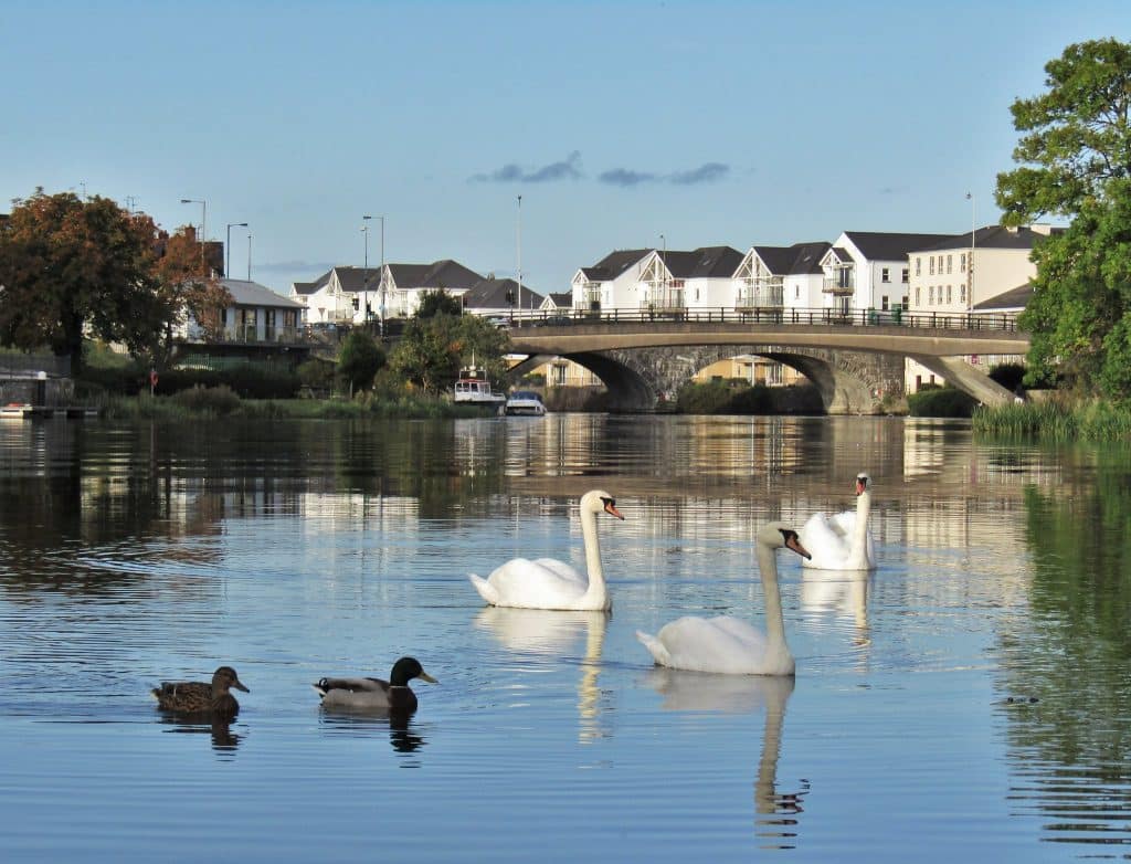Swans and ducks on the River Erne in Enniskillen.