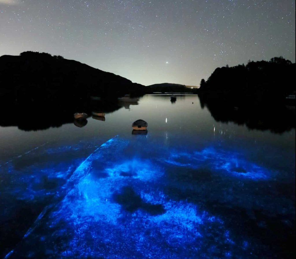 The bioluminescent plankton in Cork is certainly one of Ireland's most unusual destinations that went viral on TikTok.