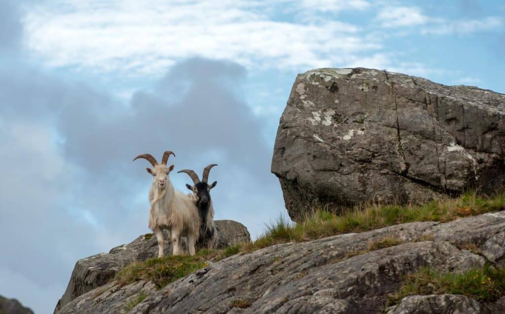2 goats on a rock.