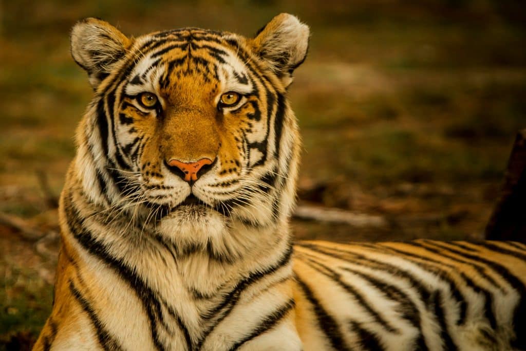 Portrait of a tiger.