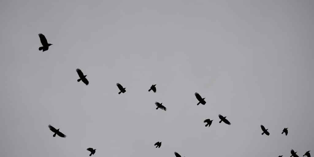 Lots of ravens flying.