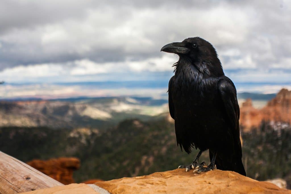 A crow sitting on a rock.