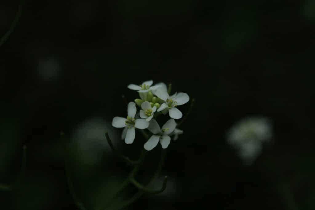 Close-up of a small white flower.